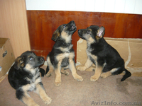 продам щенки овчарки - <ro>Изображение</ro><ru>Изображение</ru> #1, <ru>Объявление</ru> #106047