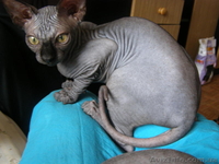 Котята ждут новую семью! - <ro>Изображение</ro><ru>Изображение</ru> #2, <ru>Объявление</ru> #113608