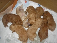 Миниатюрные пуделя - <ro>Изображение</ro><ru>Изображение</ru> #1, <ru>Объявление</ru> #116384