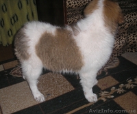 Щенки Москойской сторожевой - <ro>Изображение</ro><ru>Изображение</ru> #4, <ru>Объявление</ru> #82066