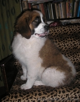 Щенки Москойской сторожевой - <ro>Изображение</ro><ru>Изображение</ru> #5, <ru>Объявление</ru> #82066