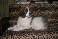 Щенки Москойской сторожевой - <ro>Изображение</ro><ru>Изображение</ru> #2, <ru>Объявление</ru> #82066