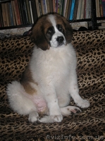 Щенки Москойской сторожевой - <ro>Изображение</ro><ru>Изображение</ru> #3, <ru>Объявление</ru> #82066