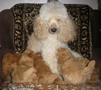 Миниатюрные пуделя - <ro>Изображение</ro><ru>Изображение</ru> #2, <ru>Объявление</ru> #116384