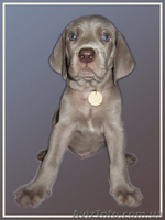 Веймаранер – самый преданный друг и охотник - <ro>Изображение</ro><ru>Изображение</ru> #1, <ru>Объявление</ru> #103692