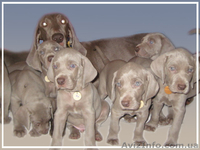 Веймаранер – самый преданный друг и охотник - <ro>Изображение</ro><ru>Изображение</ru> #3, <ru>Объявление</ru> #103692