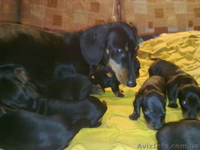 Лучшие щенки таксы - <ro>Изображение</ro><ru>Изображение</ru> #2, <ru>Объявление</ru> #131872