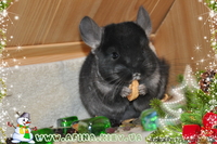 Шиншилла. Разведение и продажа шиншилл. - <ro>Изображение</ro><ru>Изображение</ru> #1, <ru>Объявление</ru> #133329