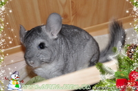 Шиншилла. Разведение и продажа шиншилл. - <ro>Изображение</ro><ru>Изображение</ru> #2, <ru>Объявление</ru> #133329
