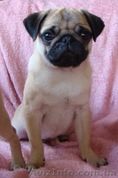 Высококлассный щенок мопса - <ro>Изображение</ro><ru>Изображение</ru> #1, <ru>Объявление</ru> #124117