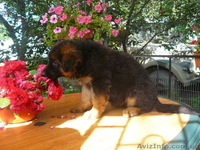 Лучшие щенки немецкой овчарки - <ro>Изображение</ro><ru>Изображение</ru> #2, <ru>Объявление</ru> #121608