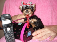 Мини девочка йоркширский терьер - <ro>Изображение</ro><ru>Изображение</ru> #2, <ru>Объявление</ru> #121723