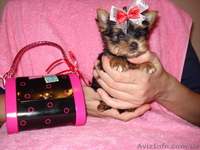Мини девочка йоркширский терьер - <ro>Изображение</ro><ru>Изображение</ru> #1, <ru>Объявление</ru> #121723