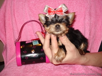 Мини девочка йоркширский терьер - <ro>Изображение</ro><ru>Изображение</ru> #3, <ru>Объявление</ru> #121723