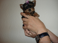 Микро девочка йоркширский терьер - <ro>Изображение</ro><ru>Изображение</ru> #3, <ru>Объявление</ru> #121724