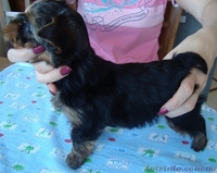 щенки йоркширского терьера от титулованных родителей - <ro>Изображение</ro><ru>Изображение</ru> #5, <ru>Объявление</ru> #130181