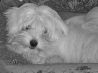 Щенки Mальтийской болонки (Mальтезе) - <ro>Изображение</ro><ru>Изображение</ru> #1, <ru>Объявление</ru> #133926