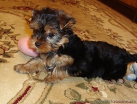 щенки йоркширского терьера от титулованных родителей - <ro>Изображение</ro><ru>Изображение</ru> #1, <ru>Объявление</ru> #130181