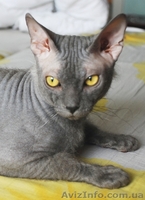 Нужна кошечка для вязки - <ro>Изображение</ro><ru>Изображение</ru> #1, <ru>Объявление</ru> #129564