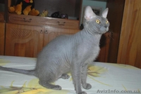 Нужна кошечка для вязки - <ro>Изображение</ro><ru>Изображение</ru> #2, <ru>Объявление</ru> #129564