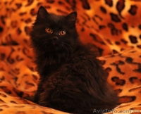 Продам котят породы Курильский бобтейл - <ro>Изображение</ro><ru>Изображение</ru> #5, <ru>Объявление</ru> #121775