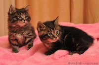 Продам котят породы Курильский бобтейл - <ro>Изображение</ro><ru>Изображение</ru> #4, <ru>Объявление</ru> #121775