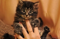 Продам котят породы Курильский бобтейл - <ro>Изображение</ro><ru>Изображение</ru> #3, <ru>Объявление</ru> #121775