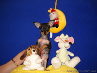 продажа той-терьер - <ro>Изображение</ro><ru>Изображение</ru> #2, <ru>Объявление</ru> #127337