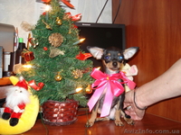 продажа той-терьер - <ro>Изображение</ro><ru>Изображение</ru> #3, <ru>Объявление</ru> #127337