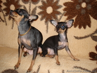 продажа той-терьер - <ro>Изображение</ro><ru>Изображение</ru> #4, <ru>Объявление</ru> #127337