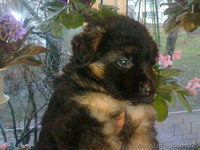 Лучшие щенки немецкой овчарки - <ro>Изображение</ro><ru>Изображение</ru> #3, <ru>Объявление</ru> #121608