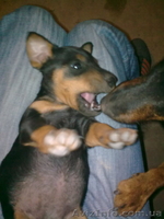 щенок ягдтерера - <ro>Изображение</ro><ru>Изображение</ru> #3, <ru>Объявление</ru> #119695