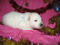 элитные щенки самоеда  - <ro>Изображение</ro><ru>Изображение</ru> #2, <ru>Объявление</ru> #133194