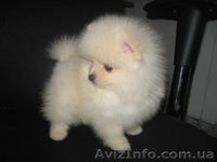 Щеночки Померанского Шпица/Доставка - <ro>Изображение</ro><ru>Изображение</ru> #3, <ru>Объявление</ru> #132007