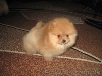 Щеночки Померанского Шпица/Доставка - <ro>Изображение</ro><ru>Изображение</ru> #2, <ru>Объявление</ru> #132007