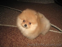 Щеночки Померанского Шпица/Доставка - <ro>Изображение</ro><ru>Изображение</ru> #1, <ru>Объявление</ru> #132007