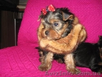 Йоркширский терьер/КСУ - <ro>Изображение</ro><ru>Изображение</ru> #1, <ru>Объявление</ru> #132511