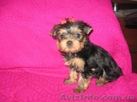 Йоркширский терьер/КСУ - <ro>Изображение</ro><ru>Изображение</ru> #2, <ru>Объявление</ru> #132511