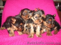 Йоркширский терьер/КСУ - <ro>Изображение</ro><ru>Изображение</ru> #3, <ru>Объявление</ru> #132511