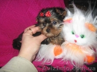 Щеночки Йоркширского терьера - <ro>Изображение</ro><ru>Изображение</ru> #2, <ru>Объявление</ru> #135152
