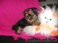 Щеночки Йоркширского терьера - <ro>Изображение</ro><ru>Изображение</ru> #1, <ru>Объявление</ru> #135152