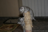 Очаровательные шотландские котята «вискасного» окраса. Киев - <ro>Изображение</ro><ru>Изображение</ru> #2, <ru>Объявление</ru> #133391