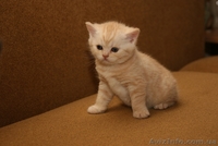 Очаровательные шотландские котята «вискасного» окраса. Киев - <ro>Изображение</ro><ru>Изображение</ru> #3, <ru>Объявление</ru> #133391