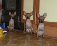 щенок русский той терьер мини - <ro>Изображение</ro><ru>Изображение</ru> #2, <ru>Объявление</ru> #129834