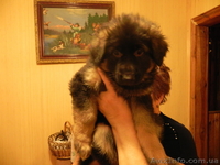 Лучшие щенки немецкой овчарки - <ro>Изображение</ro><ru>Изображение</ru> #1, <ru>Объявление</ru> #121608