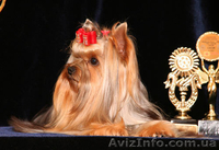 щенки йоркширского терьера от титулованных родителей - <ro>Изображение</ro><ru>Изображение</ru> #3, <ru>Объявление</ru> #130181