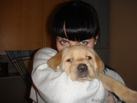 Продаем элитных щенков лабрадора ретривера - <ro>Изображение</ro><ru>Изображение</ru> #3, <ru>Объявление</ru> #119915