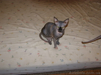 Канадский сфинкс - кошечки! - <ro>Изображение</ro><ru>Изображение</ru> #1, <ru>Объявление</ru> #121499