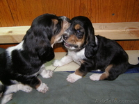 Продам щенков бассет-хаунда - <ro>Изображение</ro><ru>Изображение</ru> #3, <ru>Объявление</ru> #126949