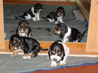 Продам щенков бассет-хаунда - <ro>Изображение</ro><ru>Изображение</ru> #2, <ru>Объявление</ru> #126949